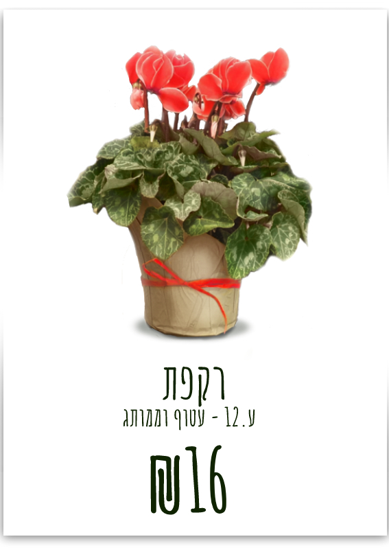 רקפת עציץ 12